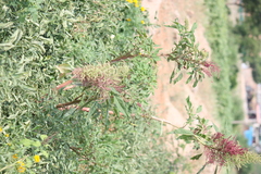 Amaranthus hybridus